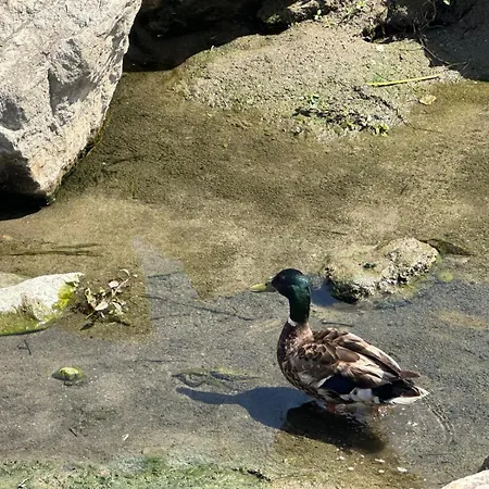Lejlighed Gaviotas Torremolinos