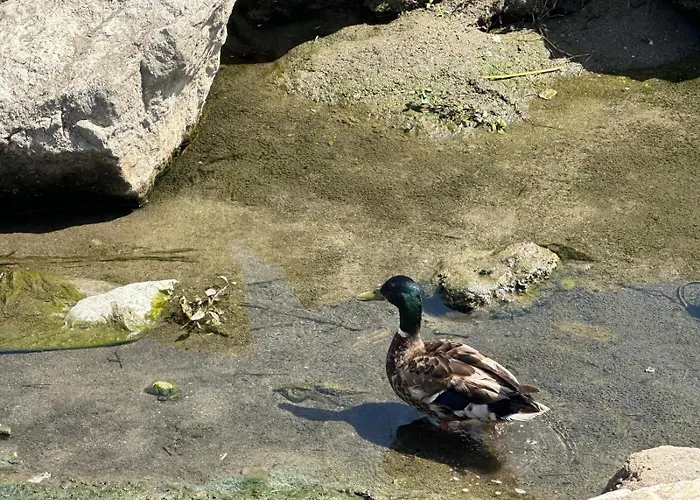 Apartamento Gaviotas Torremolinos